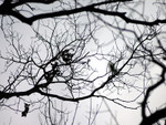 branches1.jpg