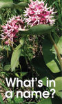 plant-names-graphic1.jpg