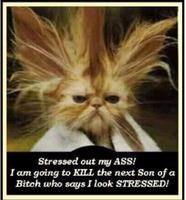 stressed.jpg